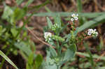 Salt heliotrope